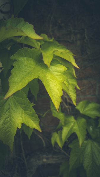 QMH-Nurses-Hostel-Ivy-On-Wall
