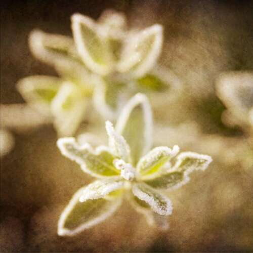 Ice Green Art Print Photographer