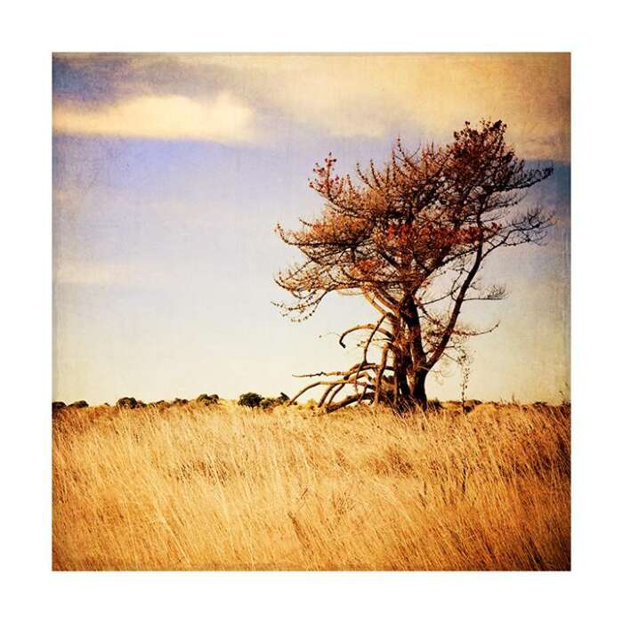 Lone Tree Art Print Photographer