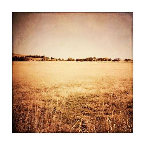 Summer Field Art Print Photographer