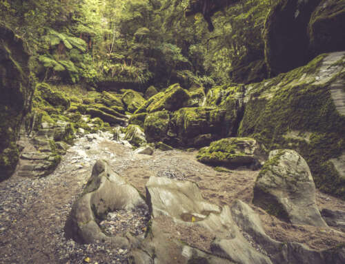 Exploring The Best Hidden Hikes Of Punakaiki and Paparoa National Park