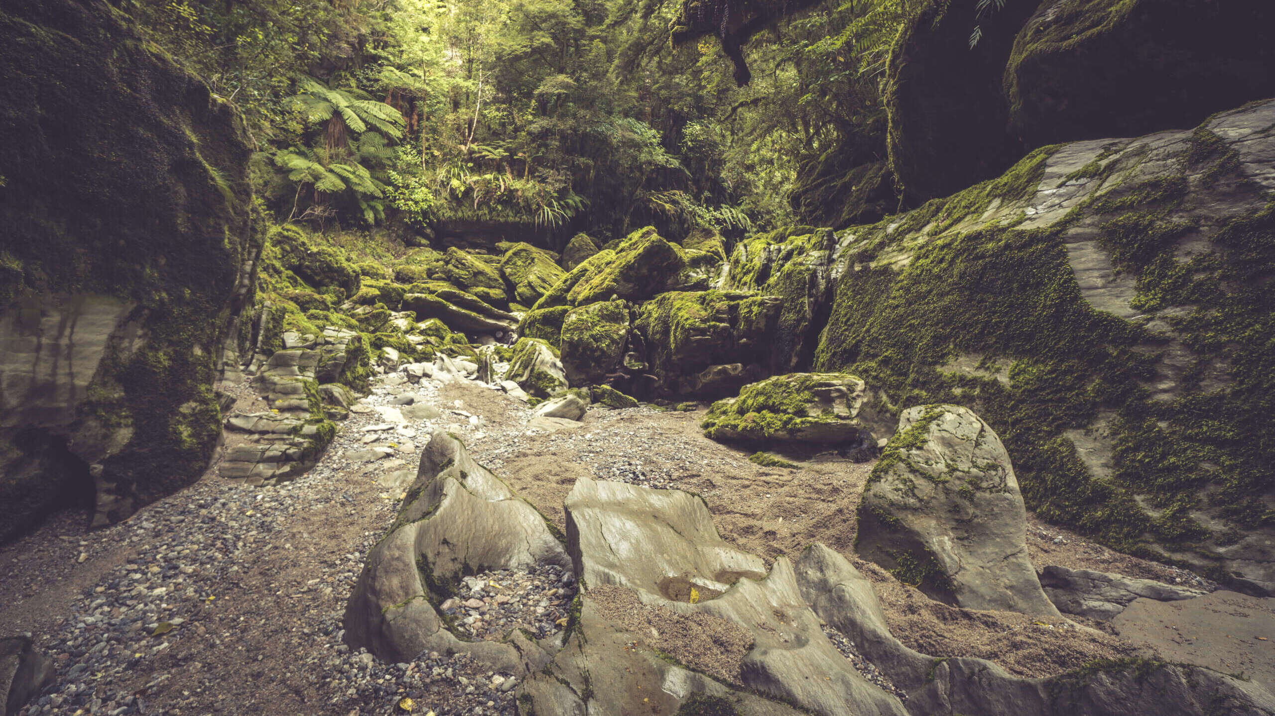 Cave Creek Paparoa National Park Photographer