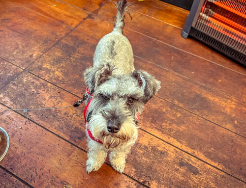 Plant-Based Eateries Gone to the Dogs: Dog-Friendly Cafes in Christchurch, New Zealand